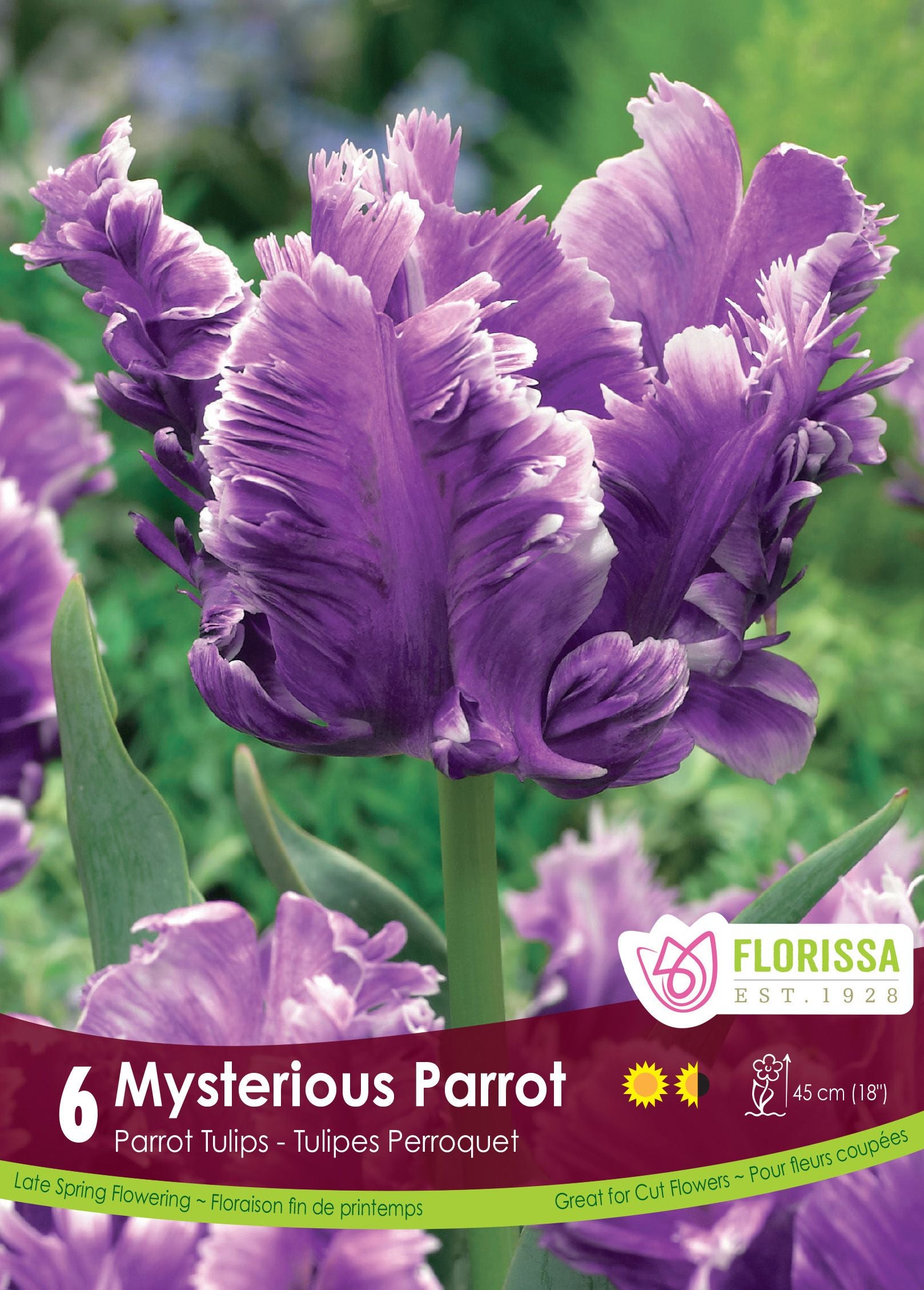 Tulipe Mysterious Parrot