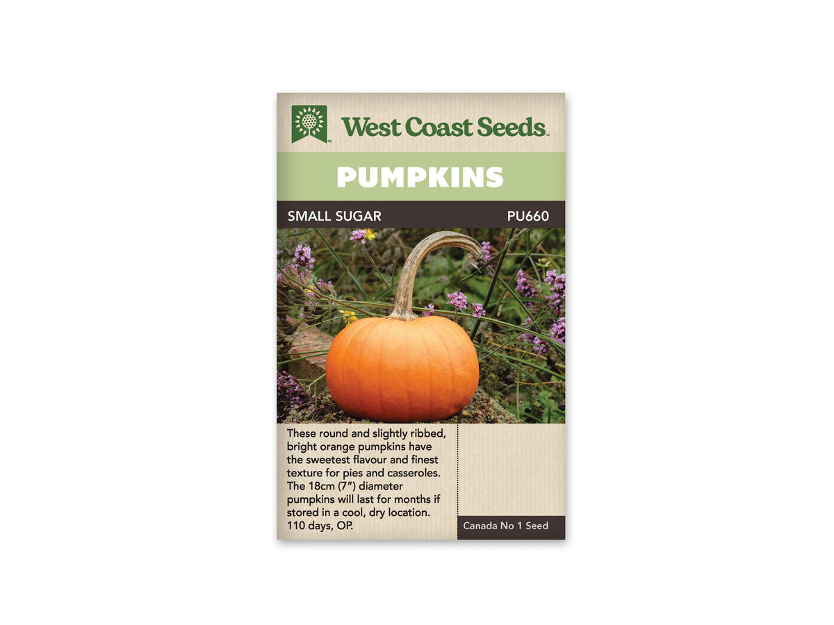 Sachet Small Sugar de West Coast Seeds avec une bande vert pâle et le nom sur fond sombre. La photo montre une petite citrouille orange, ronde et légèrement aplatie, avec un long pédoncule courbé. Elle est posée devant des tiges et de petites fleurs mauves. Le bas du sachet comporte une zone beige avec du texte.