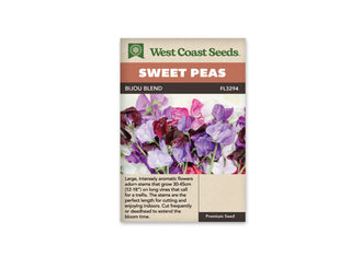 Sachet West Coast Seeds Bijou Blend avec des fleurs de pois de senteur lavande, violettes, bordeaux, roses et blanches. Les corolles se serrent dans un groupe coloré devant un fond clair. Plusieurs tiges vertes sont visibles entre les fleurs et dans le bas de la photo. Les pétales foncés contrastent fortement avec les fleurs pâles.