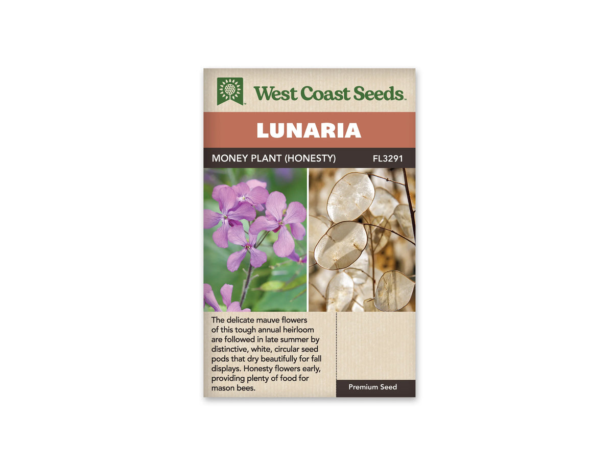 Sachet Money Plant Honesty de West Coast Seeds sur fond blanc. Deux photos occupent le centre: à gauche, des fleurs mauves à quatre pétales devant des feuilles vertes; à droite, des disques fins et argentés sur des tiges brunes. Le bandeau orange indique Lunaria; la bande brune porte Money Plant Honesty et le code FL3291.