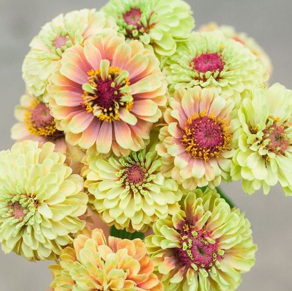 Zinnia 'Queen Lime Blush' organic