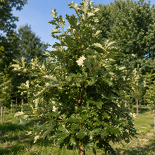 Quercus bicolor