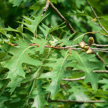 Quercus rubra