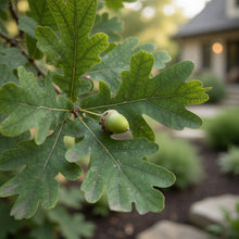 Quercus alba