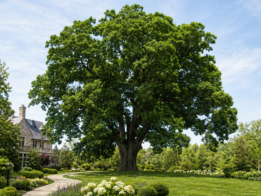 White Oak