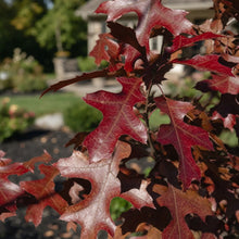 Quercus ellipsoidalis ‘Shooting Star’