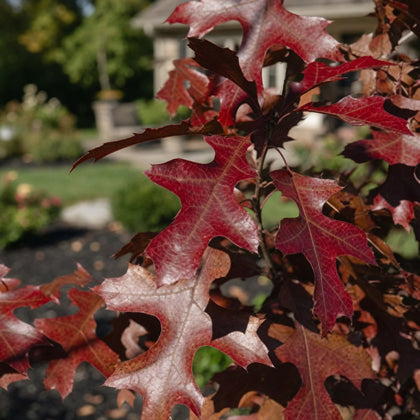 Quercus ellipsoidalis ‘Shooting Star’