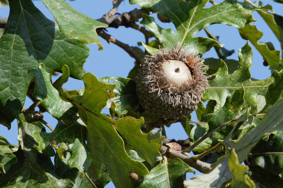 Quercus macrocarpa