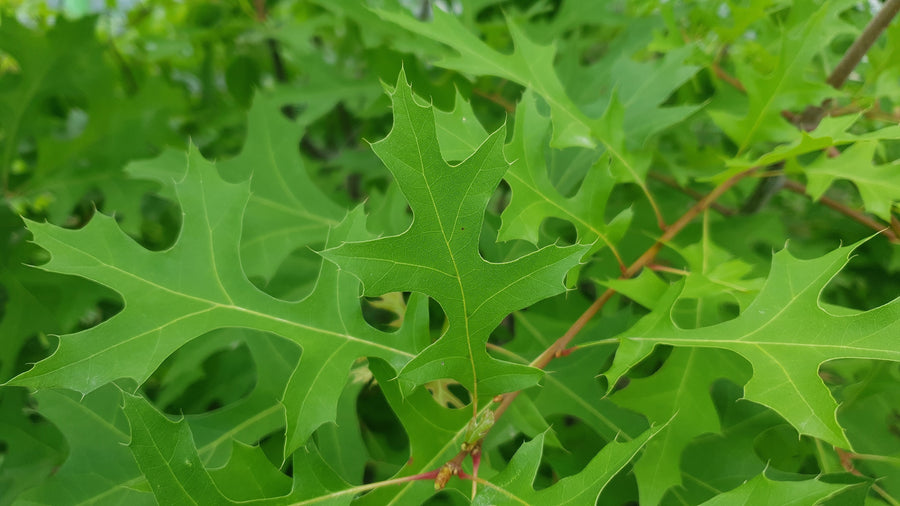 Quercus palustris