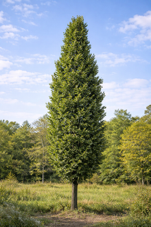 Quercus palustris 'Green Pillar'