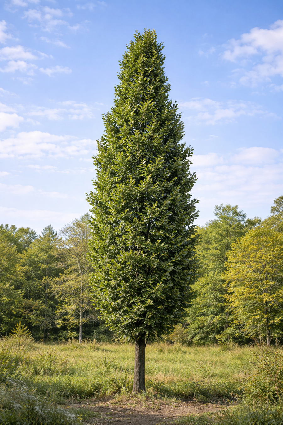 Quercus palustris 'Green Pillar'