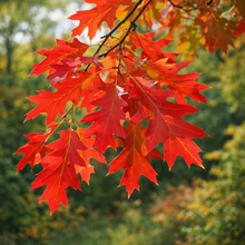 Quercus rubra