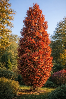 Quercus × ​​'Crimson Spire'