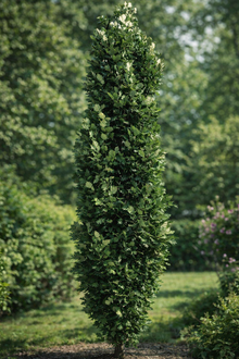 Quercus × ​​'Kindred Spirit'