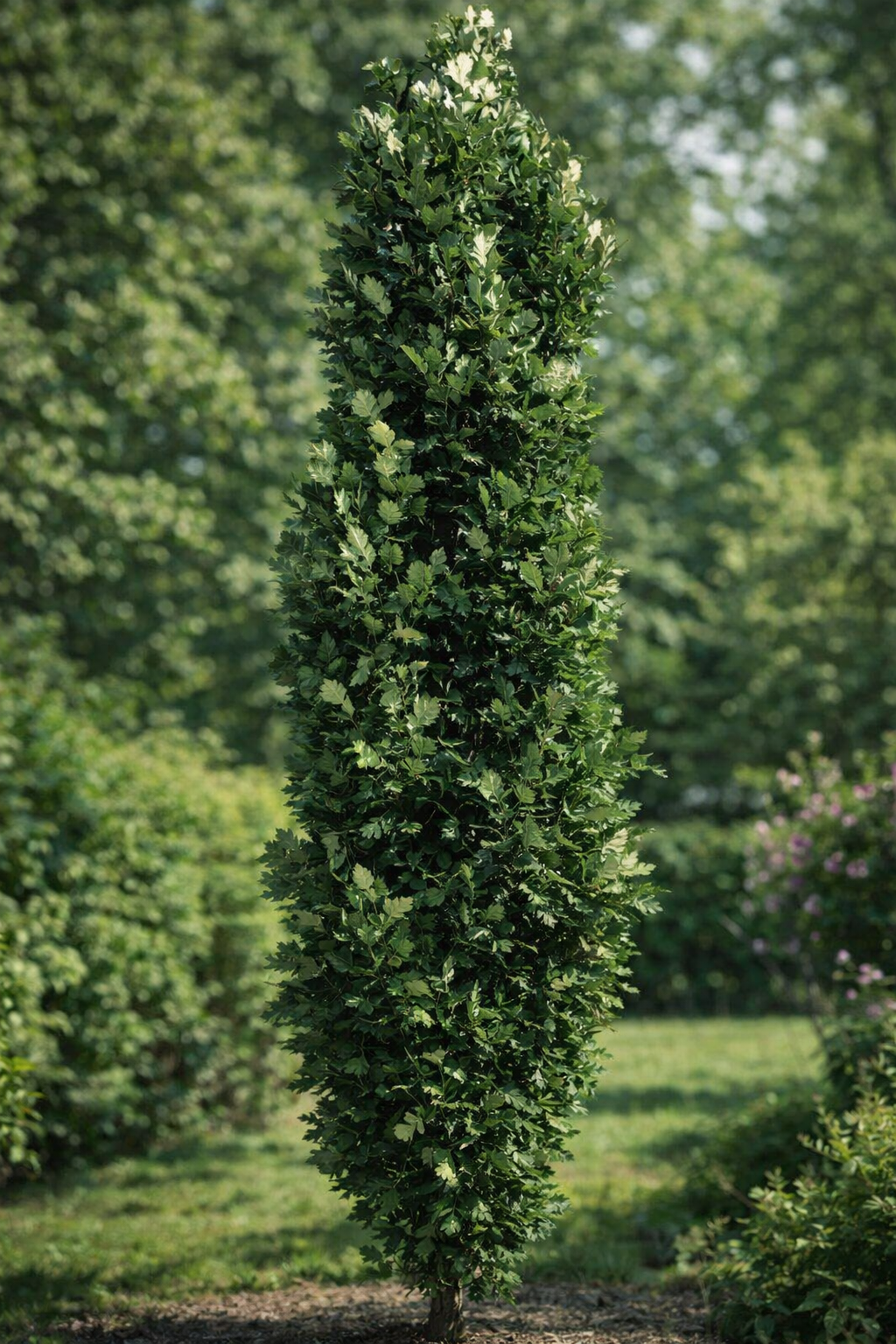 Quercus × ​​'Kindred Spirit'