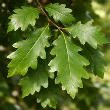 Quercus × ​​'Kindred Spirit'