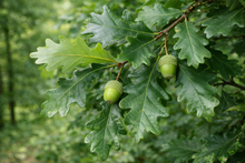 Quercus × warei 'Regal Prince'