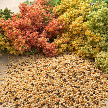 Organic rainbow quinoa
