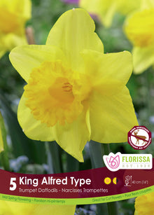 Narcisse ‘King Alfred Type’ ( Narcissus ) : un narcisse jaune vif à grande trompette. Le visuel Florissa présente la plante et son nom dans la partie inférieure de l’étiquette. La photographie occupe presque toute la surface, tandis que le bandeau du bas rassemble les indications du produit. Cette vue permet de reconnaître son apparence et de distinguer la variété présentée.