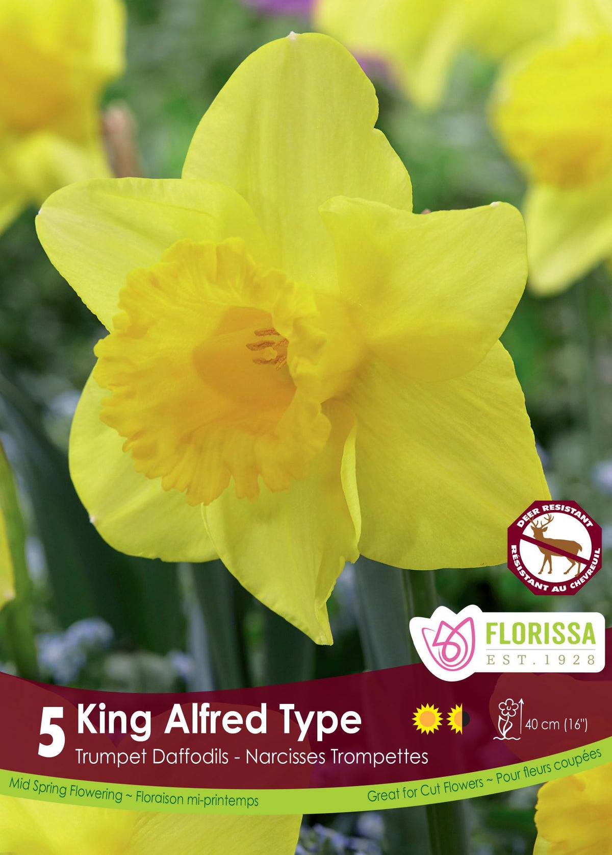 Narcisse ‘King Alfred Type’ ( Narcissus ) : un narcisse jaune vif à grande trompette. Le visuel Florissa présente la plante et son nom dans la partie inférieure de l’étiquette. La photographie occupe presque toute la surface, tandis que le bandeau du bas rassemble les indications du produit. Cette vue permet de reconnaître son apparence et de distinguer la variété présentée.