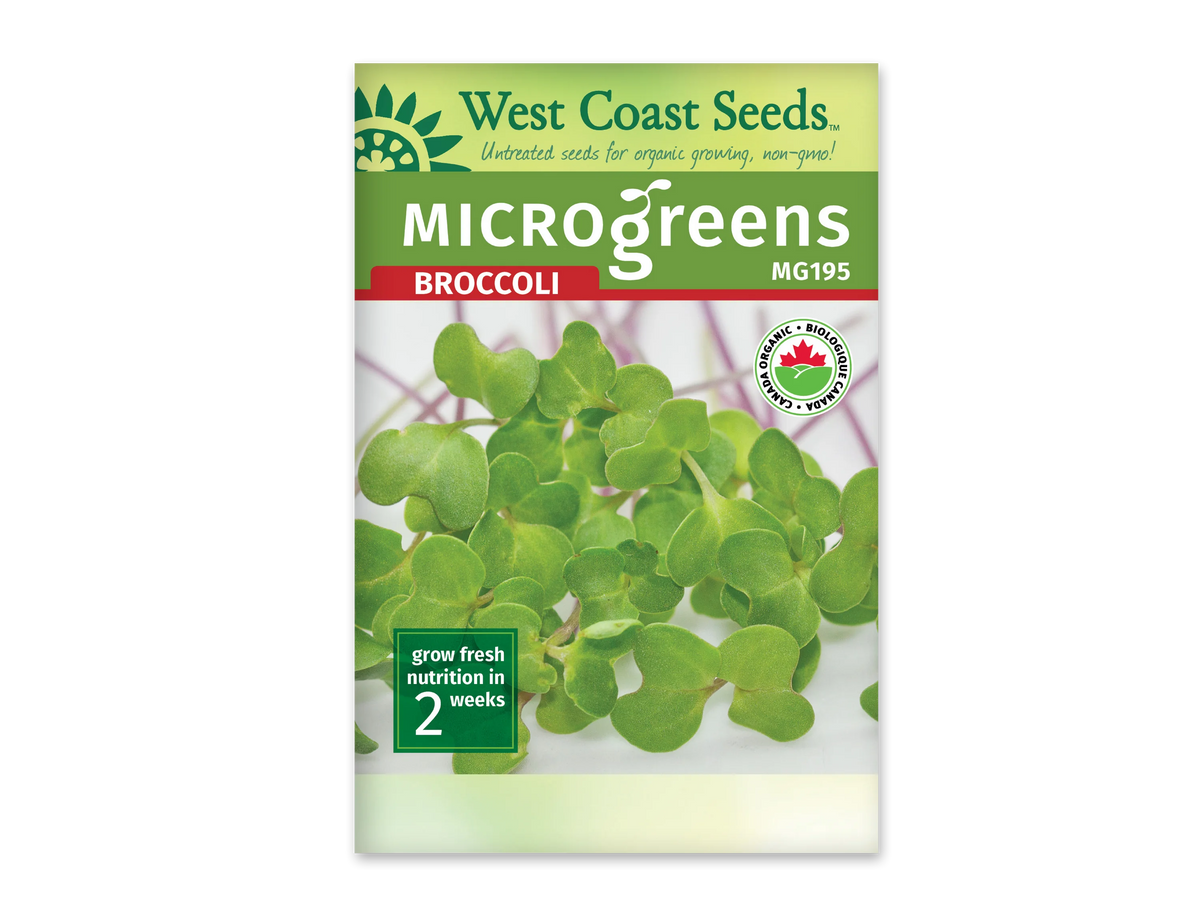 Sachet blanc West Coast Seeds pour micropousses de brocoli, avec un bandeau vert et le nom Broccoli en rouge. La photo montre de jeunes pousses aux feuilles vertes arrondies et aux tiges fines, réunies en une touffe dense. Le code MG195 apparaît près du titre. Le logo biologique canadien est visible à droite et le délai de deux semaines en bas.