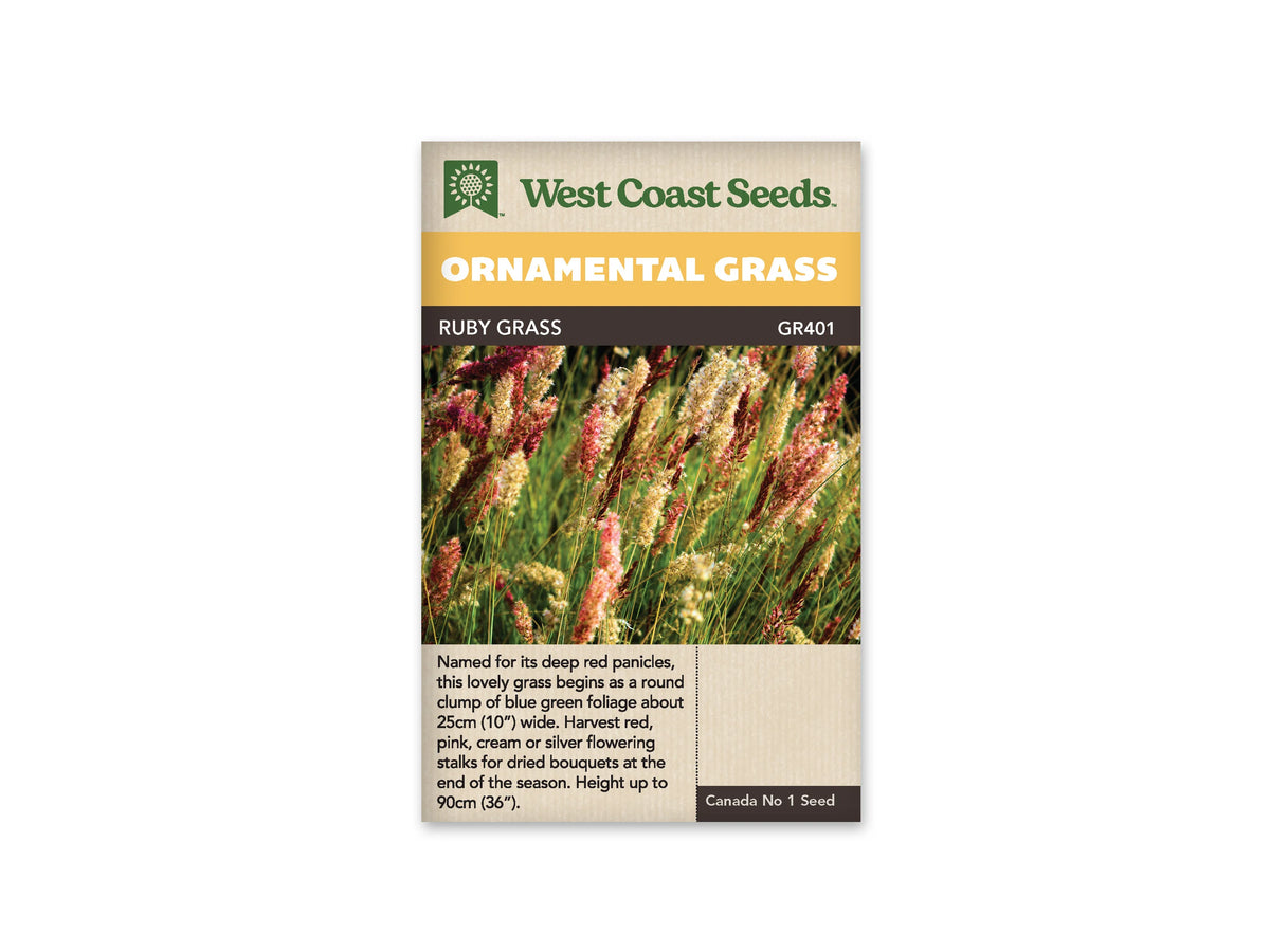 Sachet West Coast Seeds Ruby Grass montrant de fines tiges au milieu d’un feuillage vert. Les panicules soyeuses présentent des tons rouge foncé, rose, crème et beige clair. Plusieurs se croisent à des hauteurs différentes. La lumière fait ressortir leurs petits poils brillants, tandis que d’autres tiges restent plus sombres en arrière-plan.