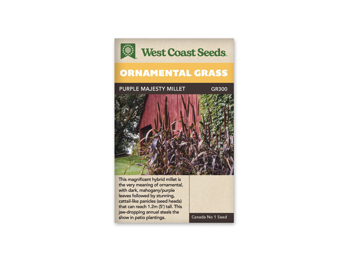 Sachet West Coast Seeds Purple Majesty Millet montrant de hautes tiges pourpres devant un mur de bois rouge. Les larges feuilles sombres s’arquent sur les côtés et de longs épis se dressent au sommet. Une pelouse verte borde le groupe. Le feuillage et les tiges composent une masse verticale, avec quelques feuilles plus claires à la base.