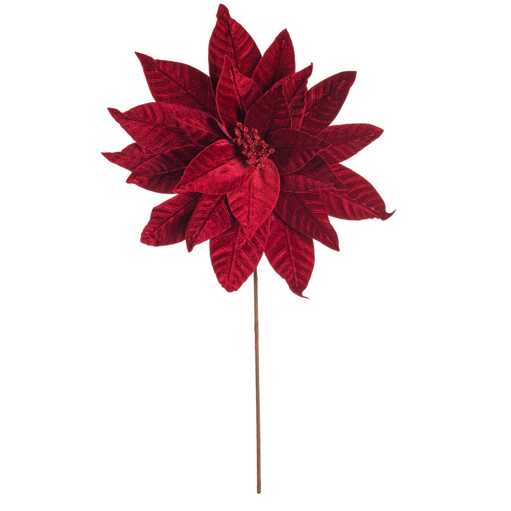 Poinsettia  Bourg.  21.5"