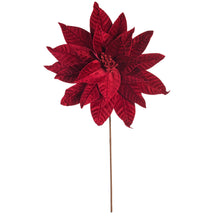 Poinsettia  Bourg.  21.5"