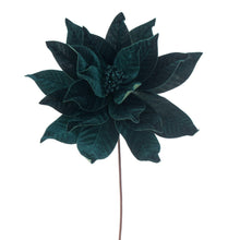 Poinsettia  Vrt N.  21.5"