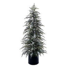 Sapin Poinçon  Enneigé  4'