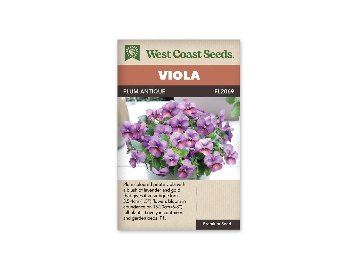 Sachet West Coast Seeds Plum Antique montrant une potée de petites fleurs mauves et prune. Des nuances plus claires occupent le haut des pétales, avec des touches dorées près du centre. Le feuillage vert remplit le contenant posé sur une surface claire. Le nom Plum Antique apparaît dans le bandeau brun.