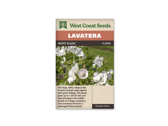 Sachet Mont Blanc de West Coast Seeds sur fond blanc. La photo montre de grandes fleurs blanches en coupe, quelques boutons fermés et des feuilles vertes. Une corolle de face présente une nuance très pâle autour d’un cœur plus sombre. Le bandeau orange indique Lavatera; la bande brune porte Mont Blanc et le code FL2905.