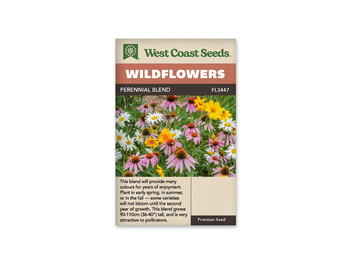 Sachet West Coast Seeds Perennial Blend montrant des fleurs roses à cœur brun orangé, des fleurs jaunes et des marguerites blanches. Les capitules sont répartis à différentes hauteurs dans un feuillage vert. Les pétales roses se penchent autour de centres saillants. La photo présente un massif dense, avec plusieurs fleurs ouvertes au premier plan.