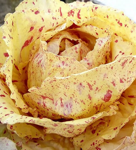 Semences Chicorée radicchio 'Variegata di Castelfranco' (Cichorium