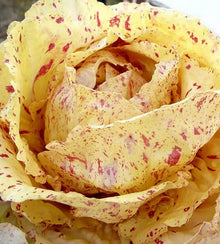 Semences Chicorée radicchio 'Variegata di Castelfranco' (Cichorium