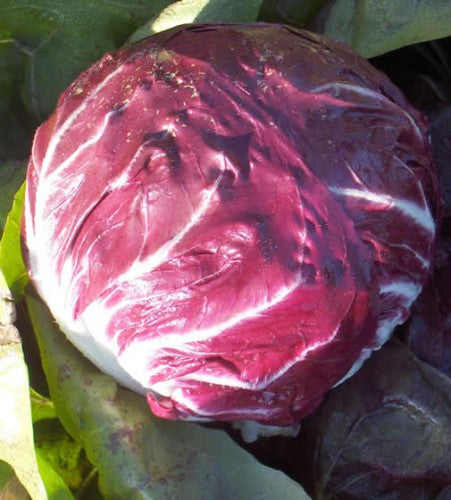 Illustration associée à Radicchio Di Chioggia Variegata, dans la gamme Weston. Variegata di Chioggia forme des pommes serrées, avec de larges côtes blanches contrastant avec le feuillage rouge. Le visuel permet de repérer la référence et l’aspect présenté pour cette sélection. Les dimensions et les couleurs observées au jardin dépendent du stade de croissance et des conditions de culture.