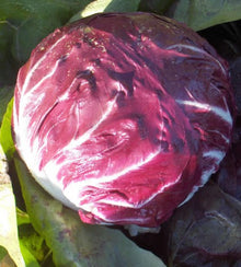 Illustration associée à Radicchio Di Chioggia Variegata, dans la gamme Weston. Variegata di Chioggia forme des pommes serrées, avec de larges côtes blanches contrastant avec le feuillage rouge. Le visuel permet de repérer la référence et l’aspect présenté pour cette sélection. Les dimensions et les couleurs observées au jardin dépendent du stade de croissance et des conditions de culture.
