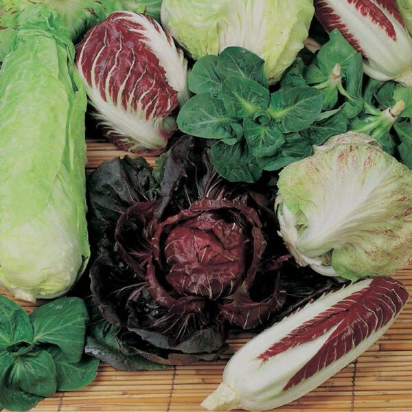 Radicchio mix (<em>Cichorium intybus</em>)