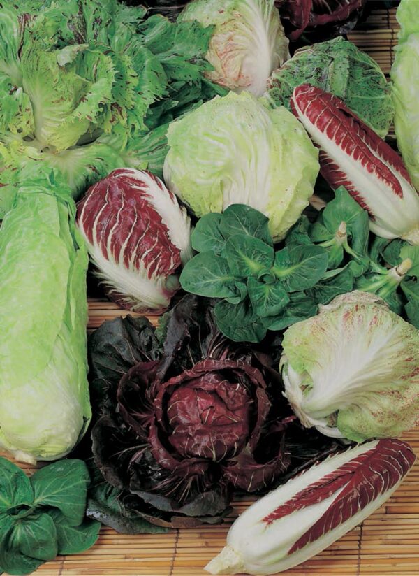 Illustration associée à Radicchio en mélange, dans la gamme Weston. Ce mélange de radicchios apporte plusieurs formes et couleurs de chicorées, à récolter selon le développement de chaque plant. Le visuel permet de repérer la référence et l’aspect présenté pour cette sélection. Les dimensions et les couleurs observées au jardin dépendent du stade de croissance et des conditions de culture.