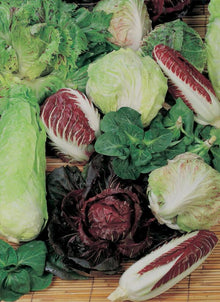 Illustration associée à Radicchio en mélange, dans la gamme Weston. Ce mélange de radicchios apporte plusieurs formes et couleurs de chicorées, à récolter selon le développement de chaque plant. Le visuel permet de repérer la référence et l’aspect présenté pour cette sélection. Les dimensions et les couleurs observées au jardin dépendent du stade de croissance et des conditions de culture.