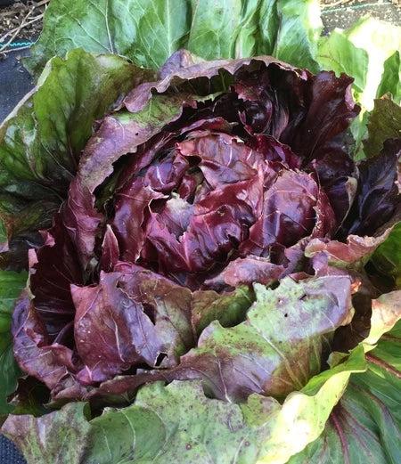 Illustration associée à Chicorée Palla Rossa, dans la gamme Weston. Palla Rossa Precoce est une sélection précoce à pommes serrées, pour avancer la récolte de radicchio. Le visuel permet de repérer la référence et l’aspect présenté pour cette sélection. Les dimensions et les couleurs observées au jardin dépendent du stade de croissance et des conditions de culture.