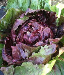 Illustration associée à Chicorée Palla Rossa, dans la gamme Weston. Palla Rossa Precoce est une sélection précoce à pommes serrées, pour avancer la récolte de radicchio. Le visuel permet de repérer la référence et l’aspect présenté pour cette sélection. Les dimensions et les couleurs observées au jardin dépendent du stade de croissance et des conditions de culture.