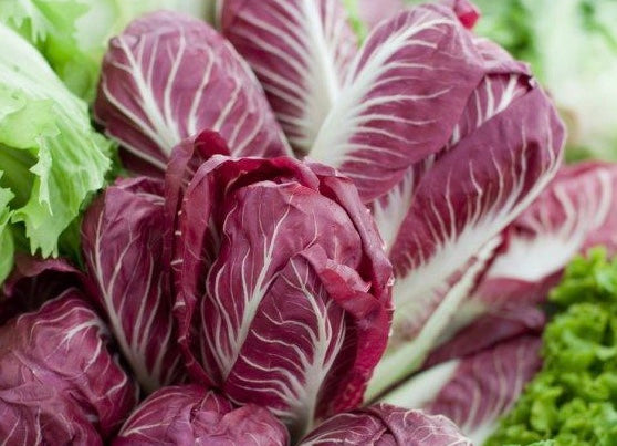 Semences Radicchio hiver 'Palla Rossa 2 Winter' (Cichorium intybus)
