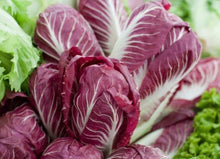 Semences Radicchio hiver 'Palla Rossa 2 Winter' (Cichorium intybus)