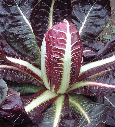Semences Radicchio précoce 'Treviso Select' (Cichorium intybus)