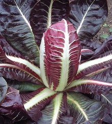 Semences Radicchio précoce 'Treviso Select' (Cichorium intybus)