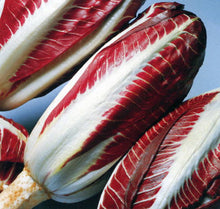 Product image of ‘Rossa di Treviso’ radicchio, a radicchio cultivar supplied as Weston seed. The photograph shows the identifying appearance presented for this variety and helps gardeners recognize the packet or plant while comparing options for a home garden. For best results, label the row and observe the plants regularly as conditions change through the season.