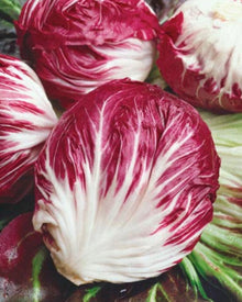 Semences Radicchio 'Rossa di Verona' (Cichorium intybus)