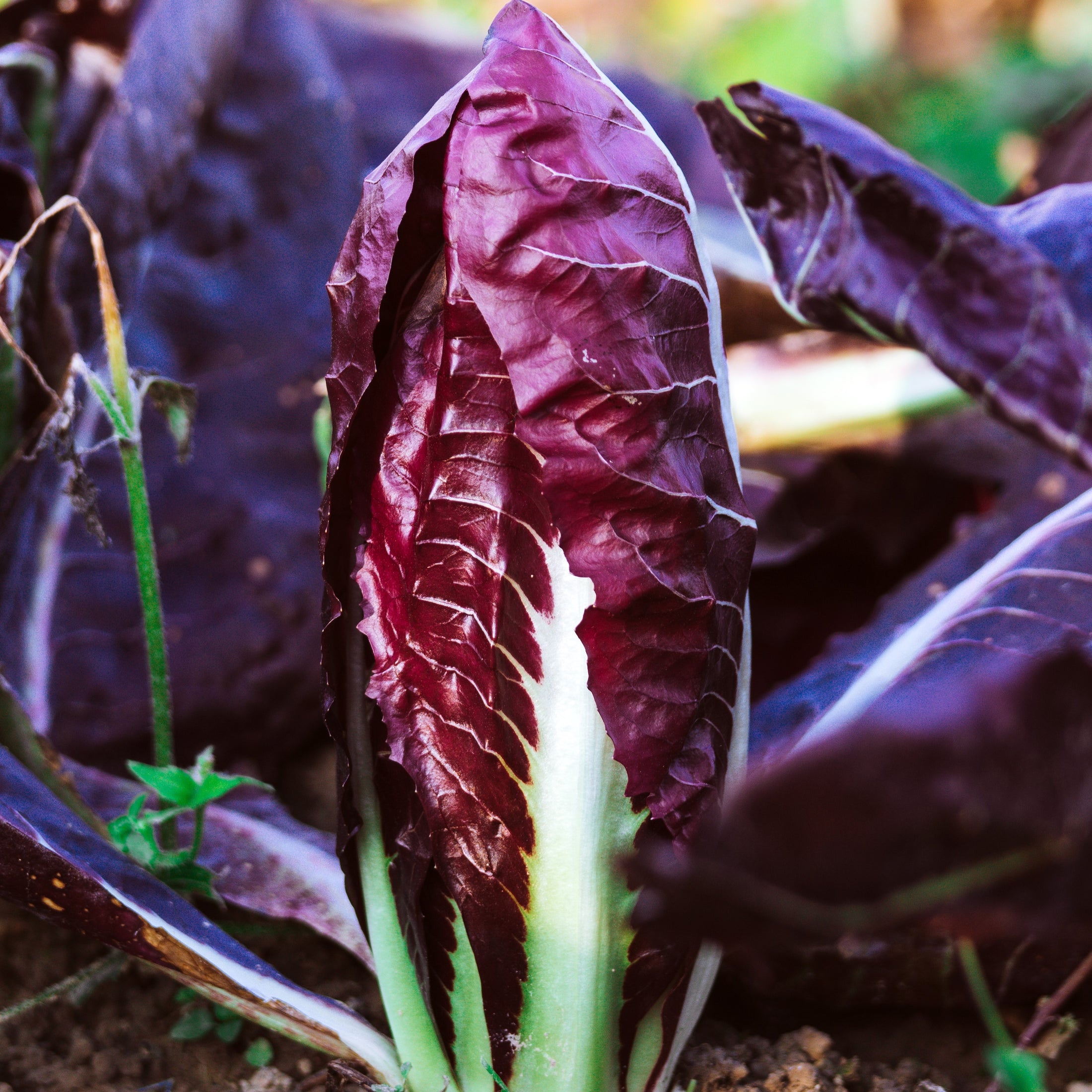Radicchio 'Verona Red'